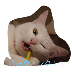 [LINEスタンプ] にゃんころべ〜