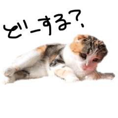 [LINEスタンプ] スコティッシュフォールドいりえるの日常