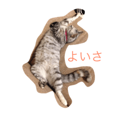 [LINEスタンプ] 猫な日常