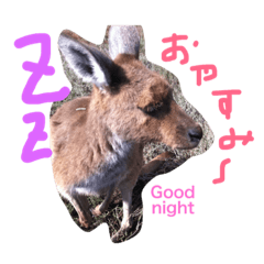 [LINEスタンプ] 野生のカンガルー