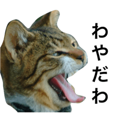 [LINEスタンプ] 名古屋猫