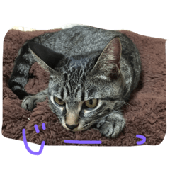 [LINEスタンプ] ごましおスタンプ