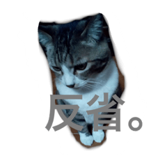 [LINEスタンプ] 我が家のミミちゃん