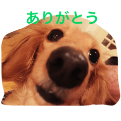 [LINEスタンプ] モカ＆ショーン