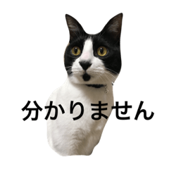 [LINEスタンプ] 黒白ハチワレ 小鉄のこっちゃん