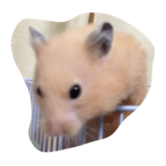 [LINEスタンプ] キンクマ