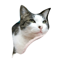 [LINEスタンプ] リラックスしている猫達