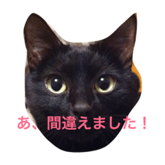 [LINEスタンプ] 我が家の黒猫、しずく