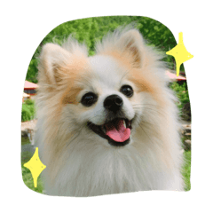 [LINEスタンプ] ポメラニアンのチャイ2