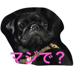 [LINEスタンプ] パグのクロヱさんスタンプ