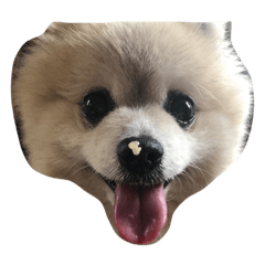 [LINEスタンプ] 愛犬レオと友達
