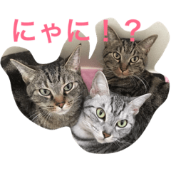 [LINEスタンプ] KSB三十路の作ったスタンプ