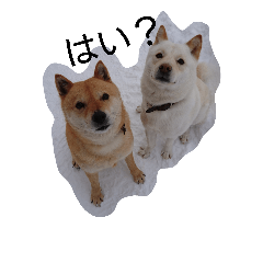 [LINEスタンプ] ぴりこる