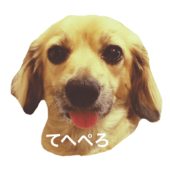 [LINEスタンプ] 愛犬こてつ1