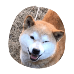 [LINEスタンプ] わぬ