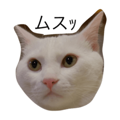 [LINEスタンプ] マシューくん