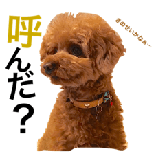 [LINEスタンプ] トイプードルえーきち2