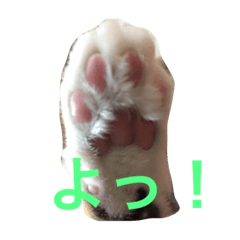 [LINEスタンプ] ネコねこ