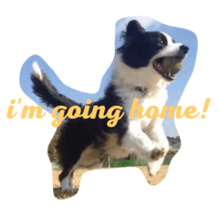 [LINEスタンプ] Border Collie.ruga