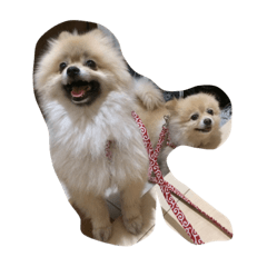 [LINEスタンプ] イヌとネコたち