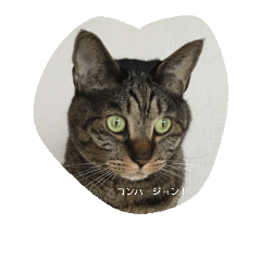 [LINEスタンプ] 意識高そうな言葉とねこすけです。