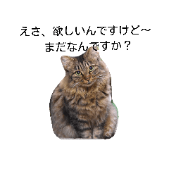 [LINEスタンプ] 堀口ねこ-1