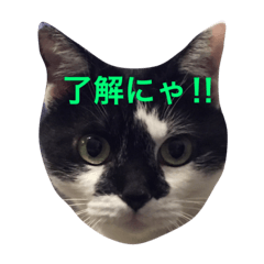 [LINEスタンプ] 猫の梅子