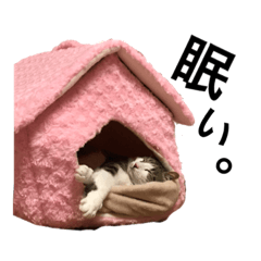 [LINEスタンプ] ねこの暮らし