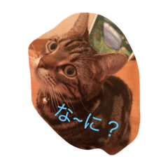 [LINEスタンプ] ちょっとした会話にかわいい猫