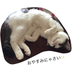 [LINEスタンプ] 目ヂカラ猫のくー 2
