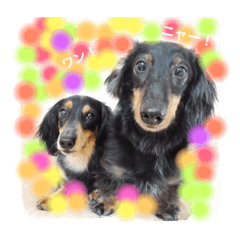 [LINEスタンプ] ダックス兄妹