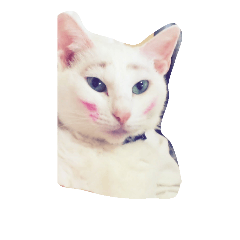 [LINEスタンプ] Y家の猫達