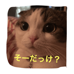[LINEスタンプ] すもさん