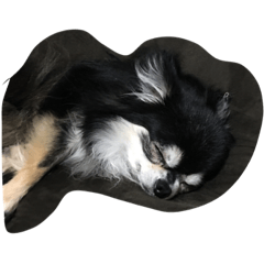 [LINEスタンプ] 我が家の犬さん