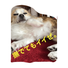 [LINEスタンプ] カカオ君です。
