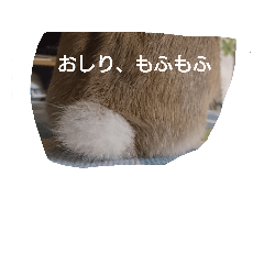 [LINEスタンプ] かわいいラビット