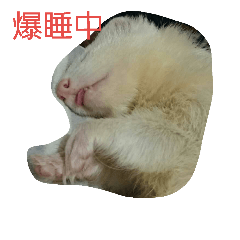 [LINEスタンプ] フェレット3兄弟2