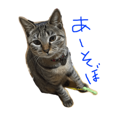 [LINEスタンプ] ねこのわさこ2
