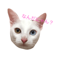 [LINEスタンプ] オッドアイ猫 ランディ