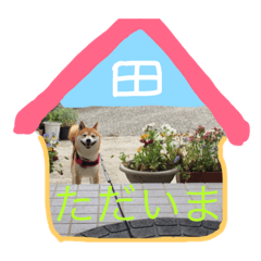 [LINEスタンプ] 柴犬のコタロー(挨拶と気持ち)