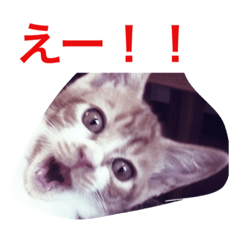 [LINEスタンプ] 猫ら 2