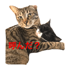 [LINEスタンプ] くろみつとむぎお