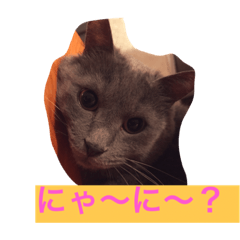 [LINEスタンプ] 癒し系猫ちゃん