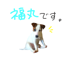 [LINEスタンプ] ジャックラッセルの福丸くん