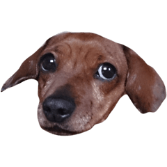 [LINEスタンプ] ダックスのいる日常