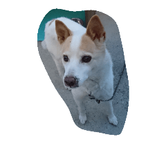 [LINEスタンプ] 小浜家の犬、ラッキー