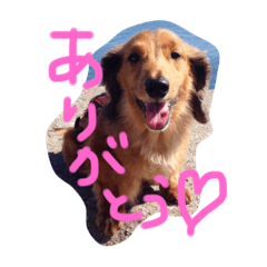 [LINEスタンプ] ぷりんくんの写真スタンプ