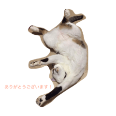 [LINEスタンプ] ネコのコハク