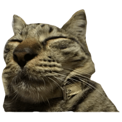 [LINEスタンプ] 上間家の猫たち