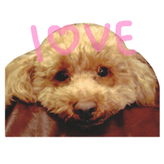 [LINEスタンプ] トイプードル あみぃ